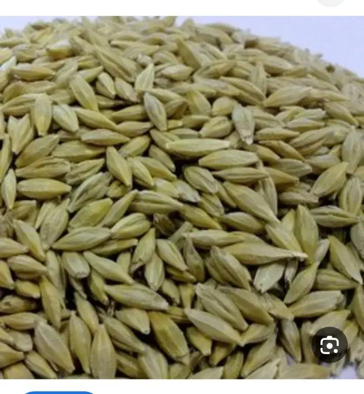 جومحلی|لوازم جانبی حیوانات|چگنی, |دیوار