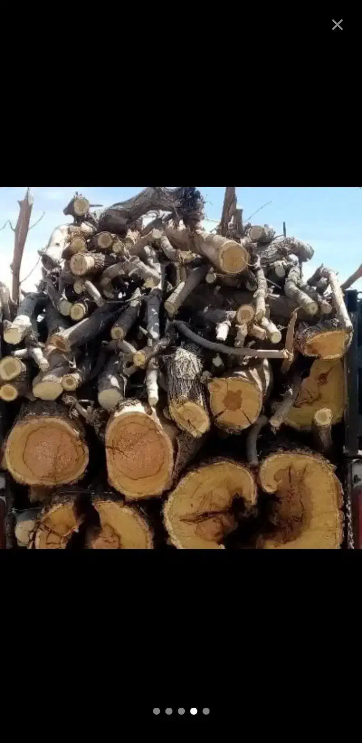 خریدار درخت..اره برقی|خدمات باغبانی و درختکاری|تاکستان, |دیوار