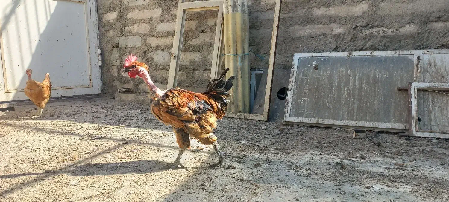 مرغ و خروس دم تخم رسمی محلی گردن لختی.|حیوانات مزرعه|تهران, جوانمردان (اندیشه)|دیوار