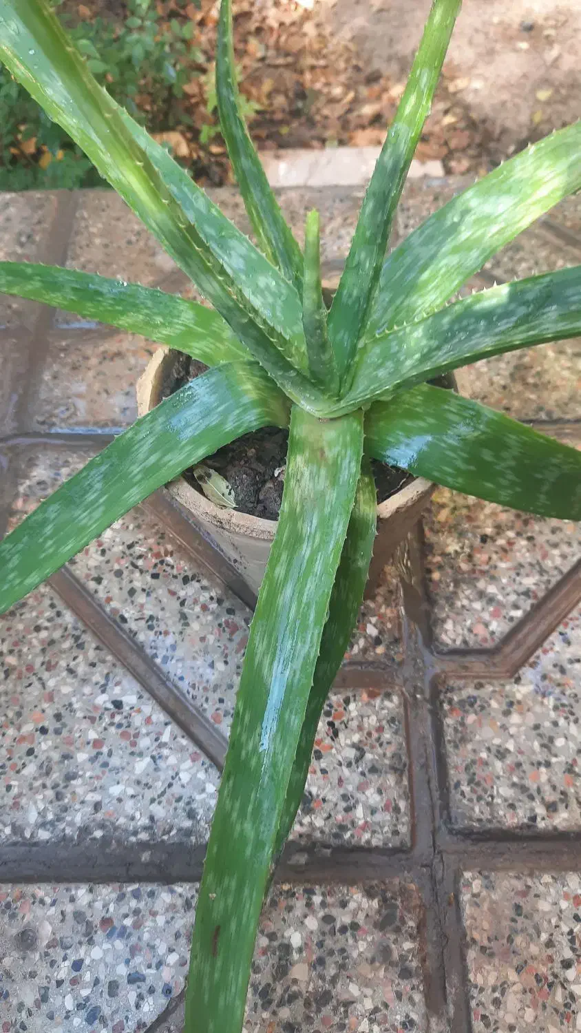 گل گل گل|گل و گیاه طبیعی|تربت جام, المهدی|دیوار