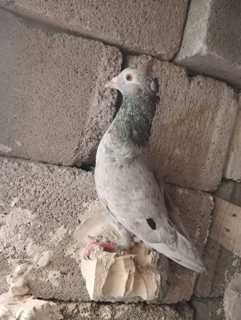 کوهی ماده طوق یکت ماده|پرنده|شوشتر, |دیوار