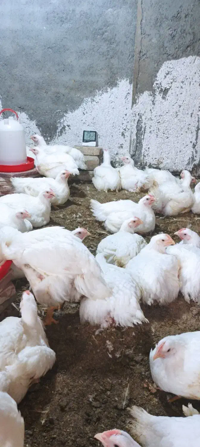 فروش مرغ گوشتی ارگانیک|حیوانات مزرعه|گمیشان, |دیوار