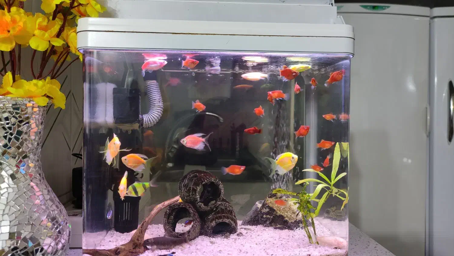 آکواریوم عروسک با متعلقات کامل رایگان|ماهی|رشت, دیانتی|دیوار