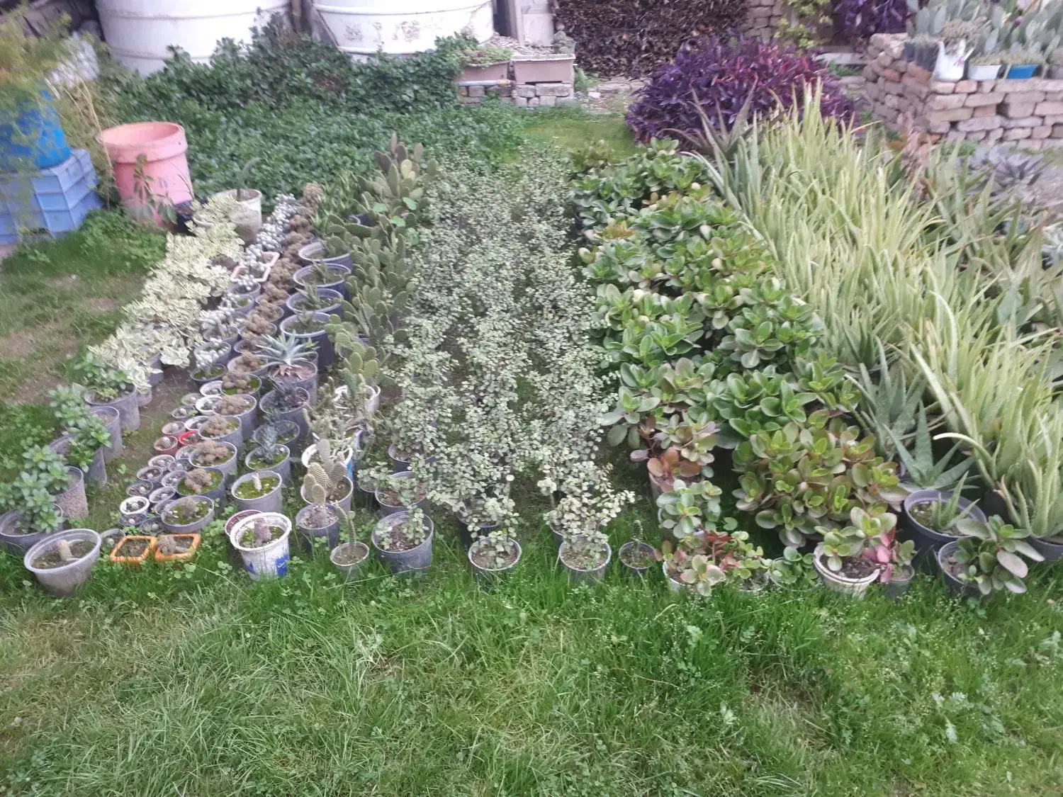 فروش گل|گل و گیاه طبیعی|گرگان, |دیوار