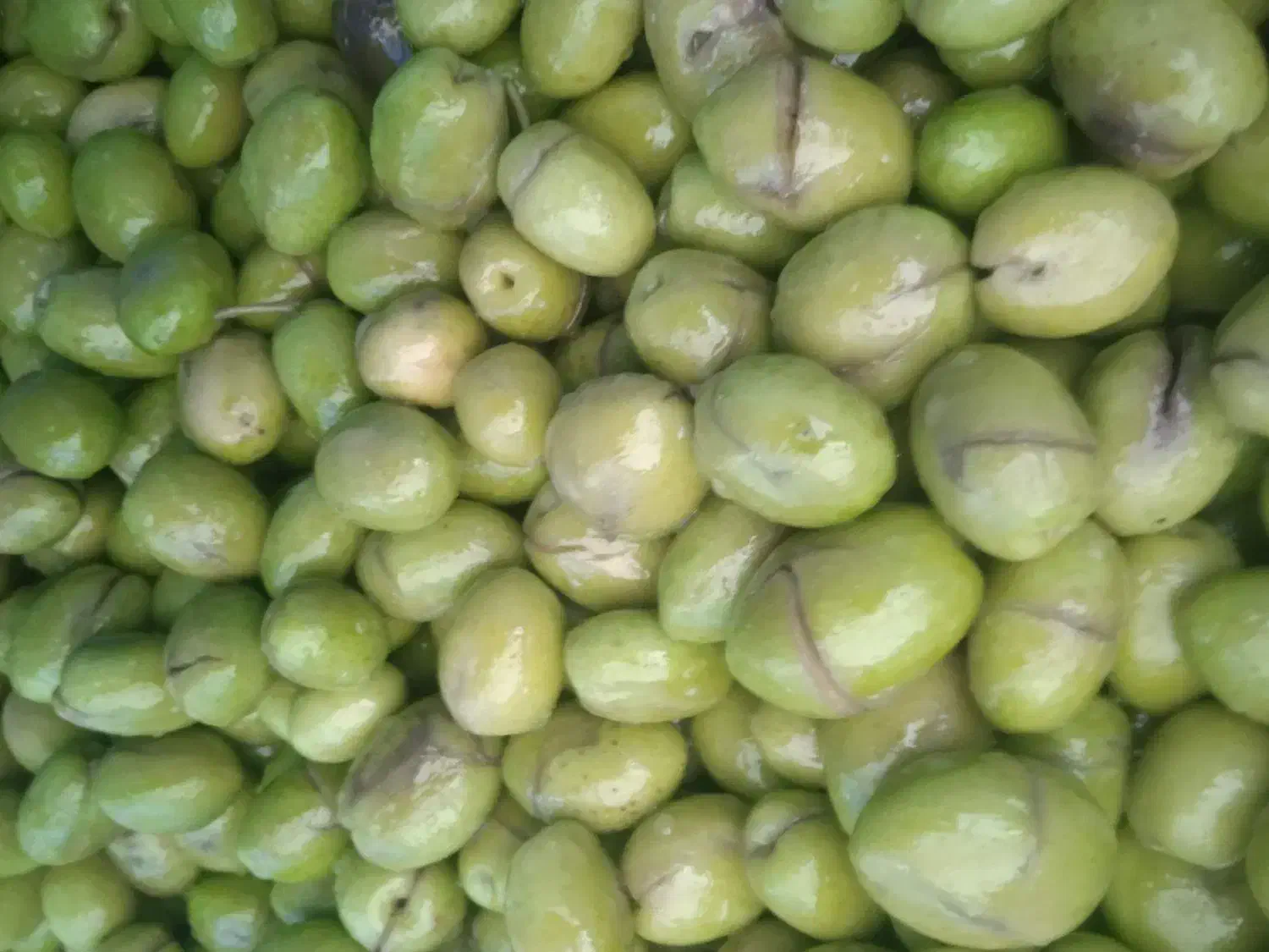 زیتون شکسته امساله|خوردنی و آشامیدنی|منجیل, |دیوار