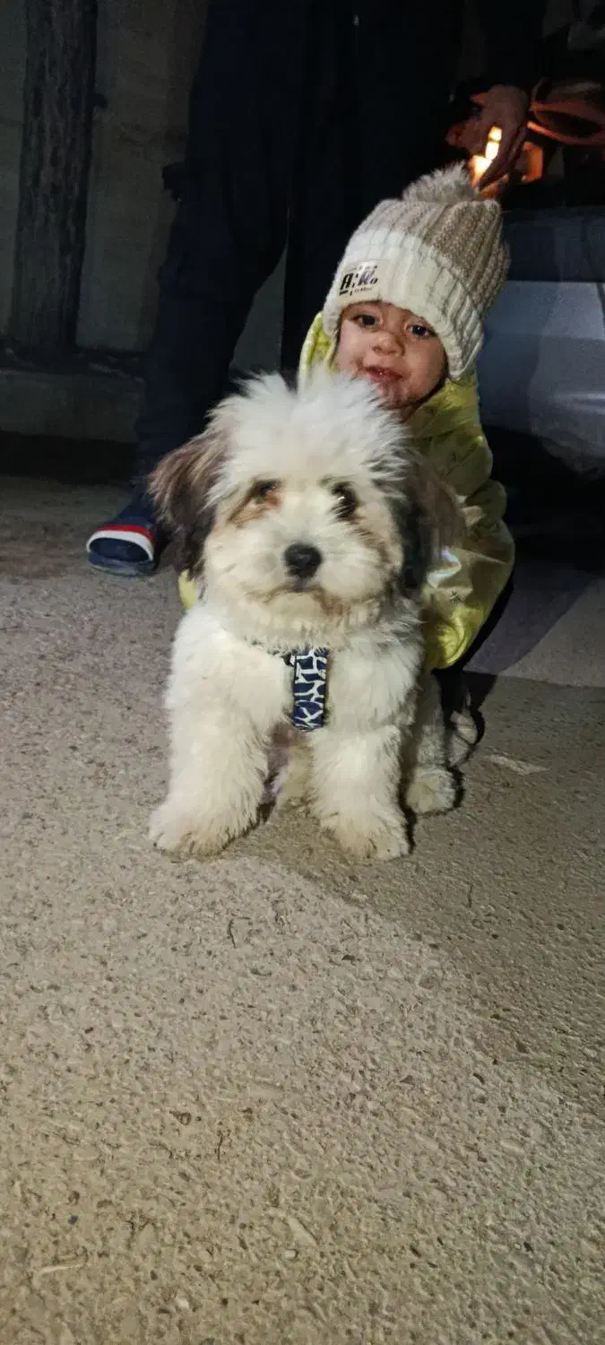 سگ تدی|حیوانات|کرمانشاه, |دیوار