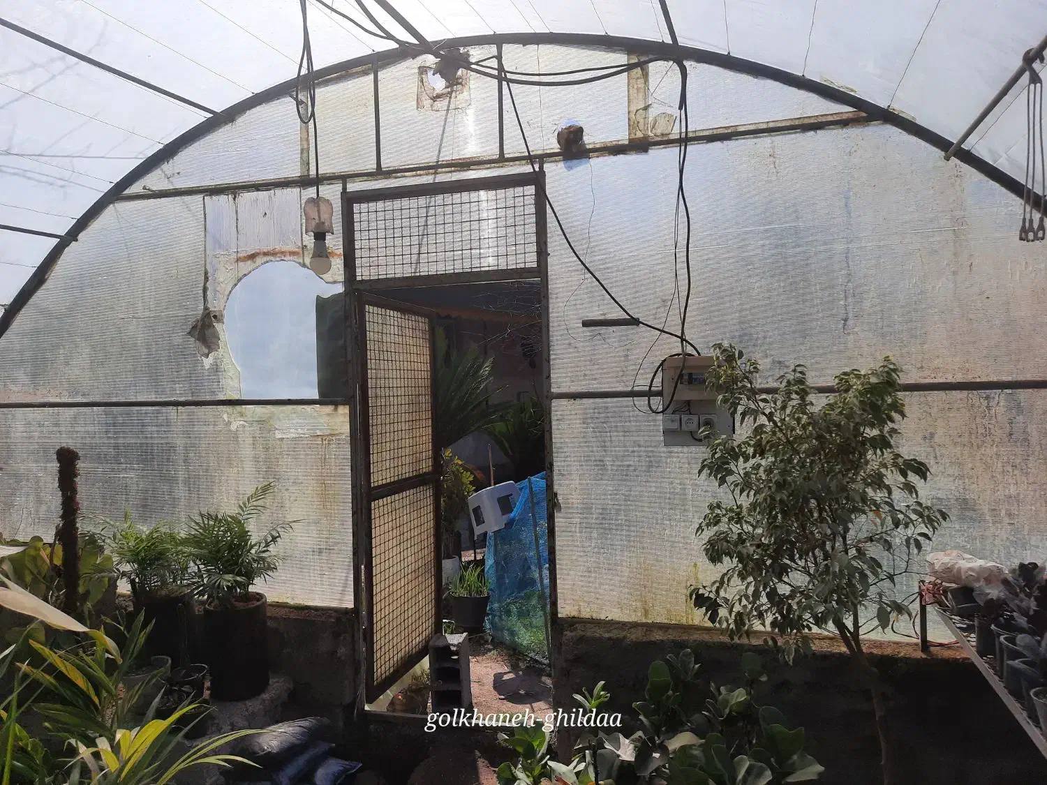 سازه گلخانه|ابزارآلات|لاهیجان, بازکیاگوراب|دیوار