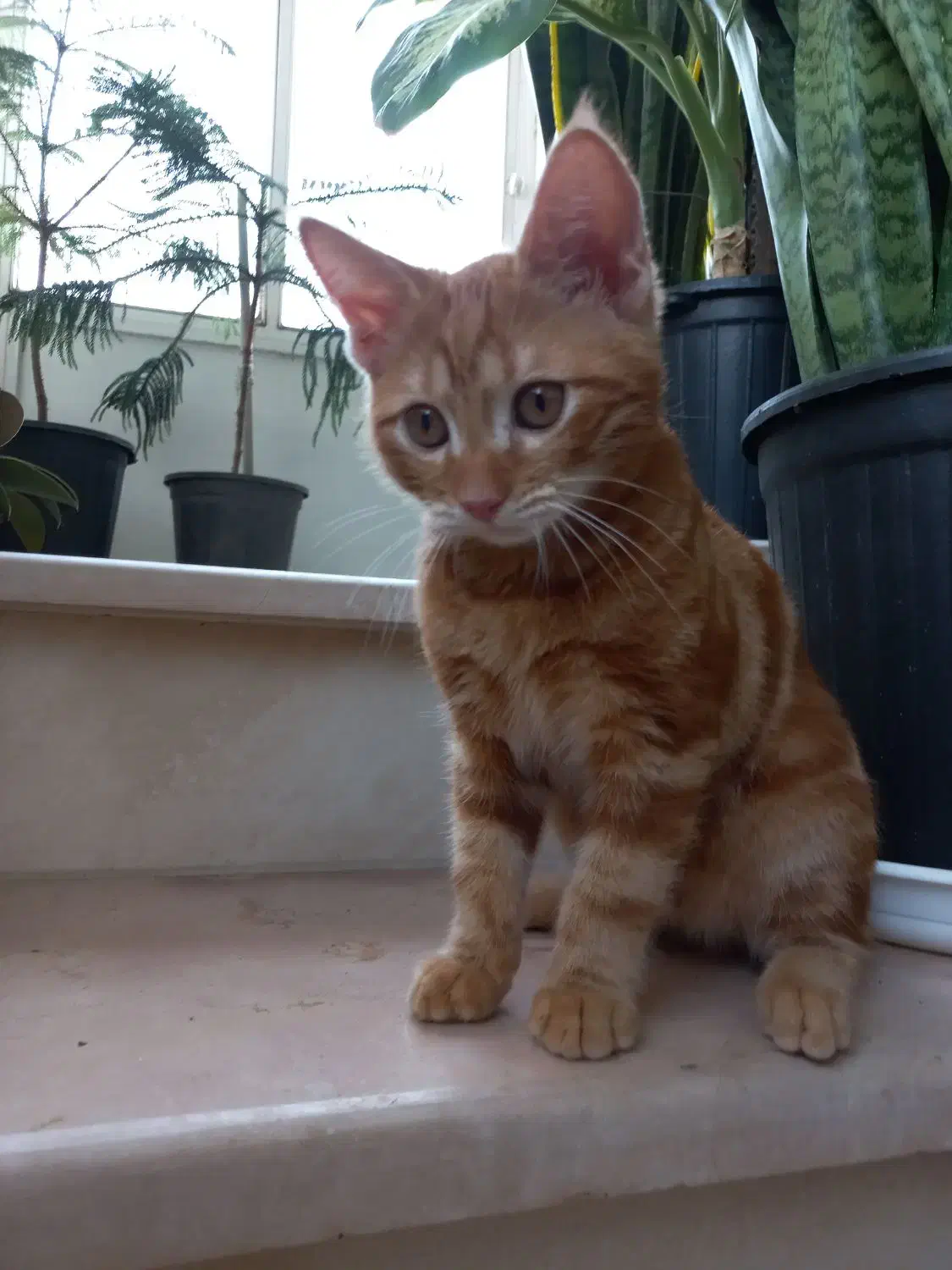 واگذاری گربه|گربه|گنبد کاووس, |دیوار