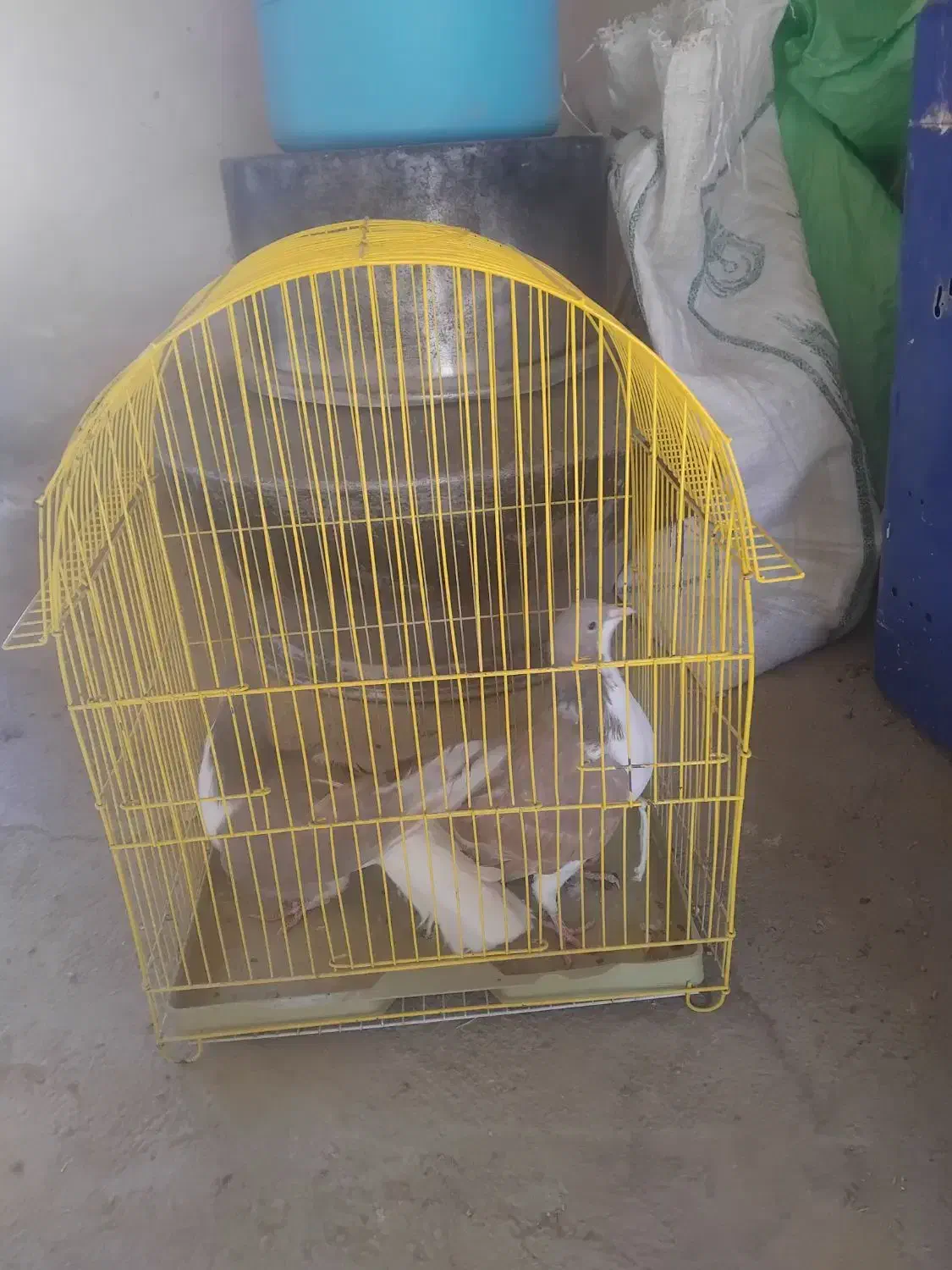 پرشی ۶ عدد|پرنده|اسفراین, |دیوار