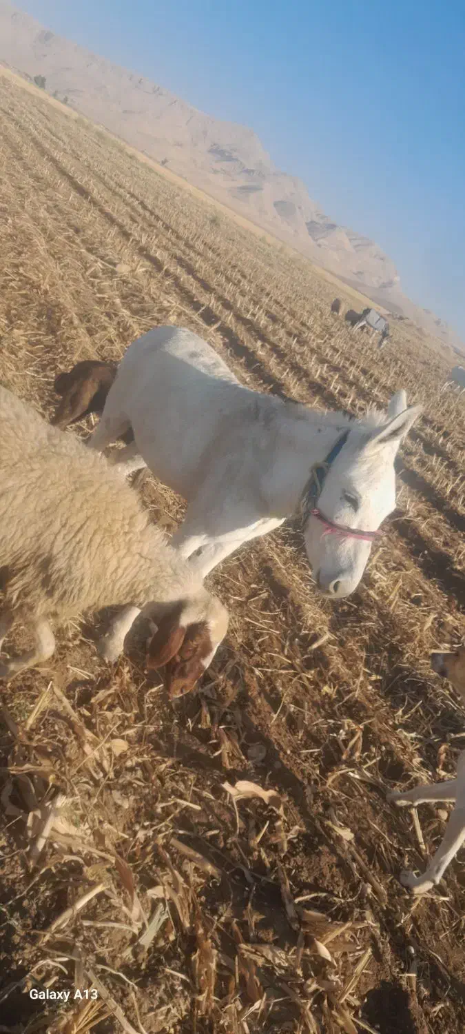 درجه یک ناو رانی|حیوانات مزرعه|دشت ذهاب, |دیوار