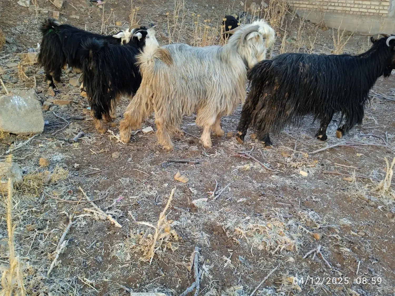 کهره دوبوری فروشی و چوپانی انجام میدم|حیوانات مزرعه|بروجن, |دیوار