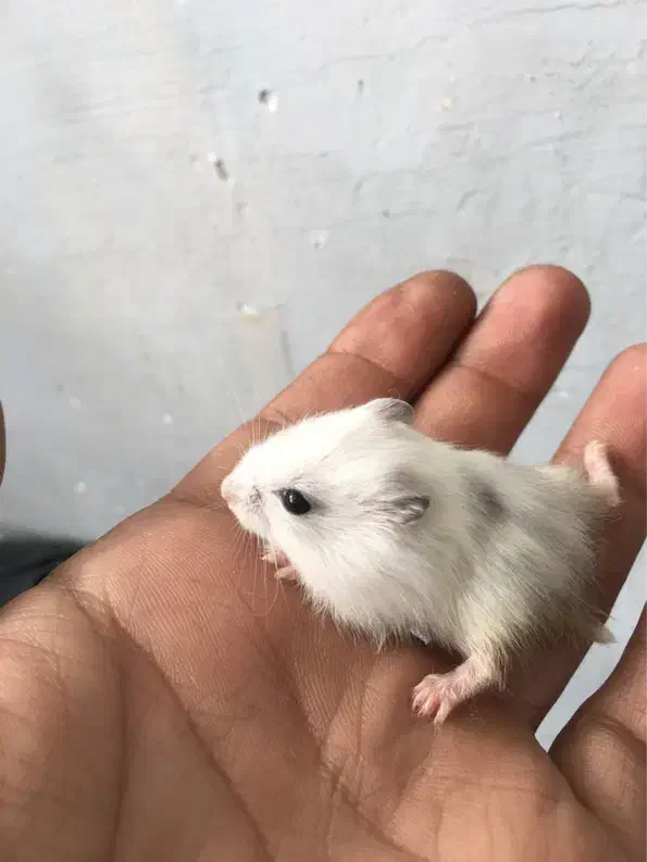 همسترکمپول منیاتوری|موش و خرگوش|شهریار, شهرک بهاران (ویره)|دیوار