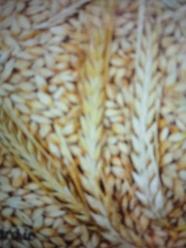 جو ۶پر|خدمات باغبانی و درختکاری|دهلران, |دیوار