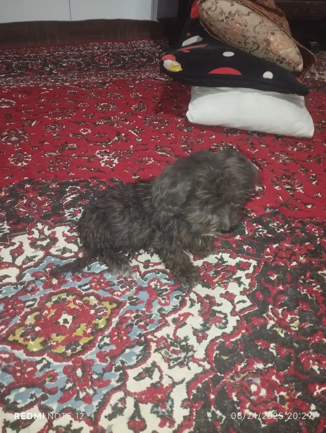 فروش سگ شیتزو|سگ|داراب, |دیوار