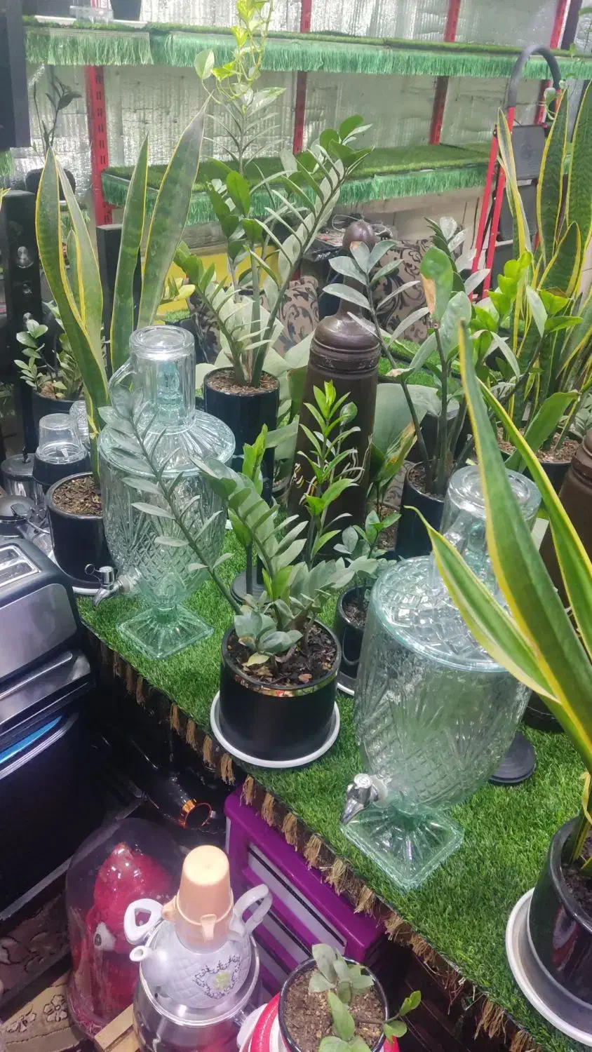 گل وگیاه|گل و گیاه طبیعی|فسا, |دیوار