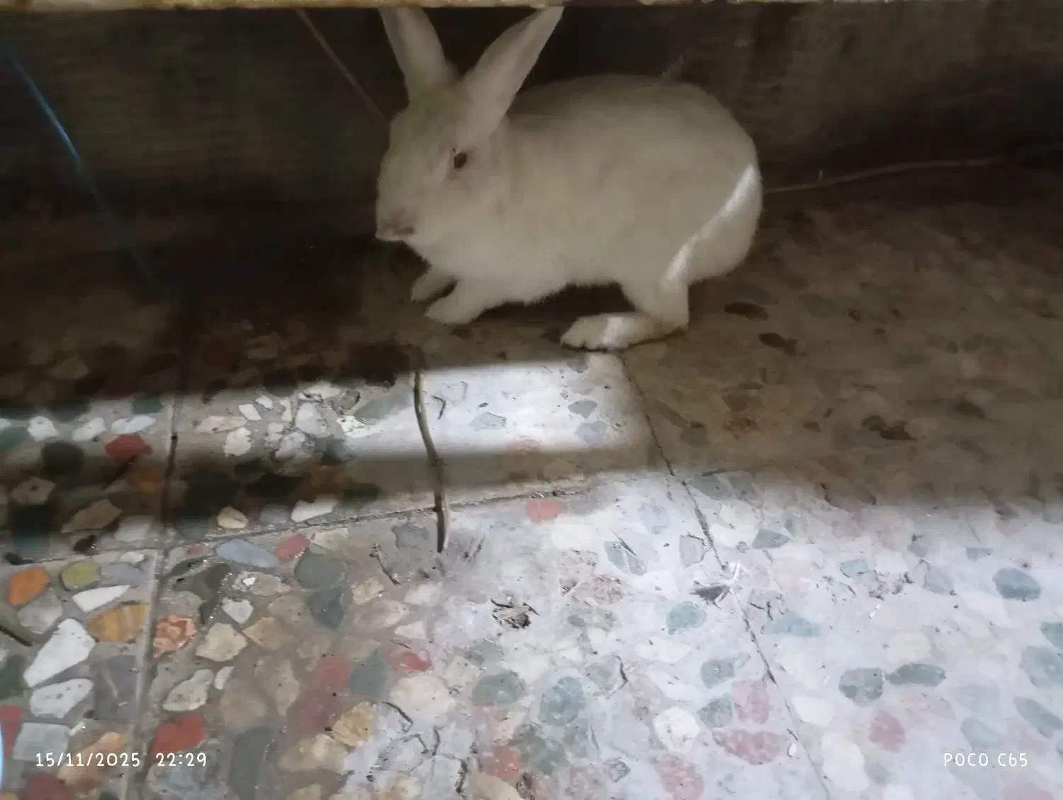 خرگوش نر اهلی باهوش|موش و خرگوش|خرمشهر, |دیوار