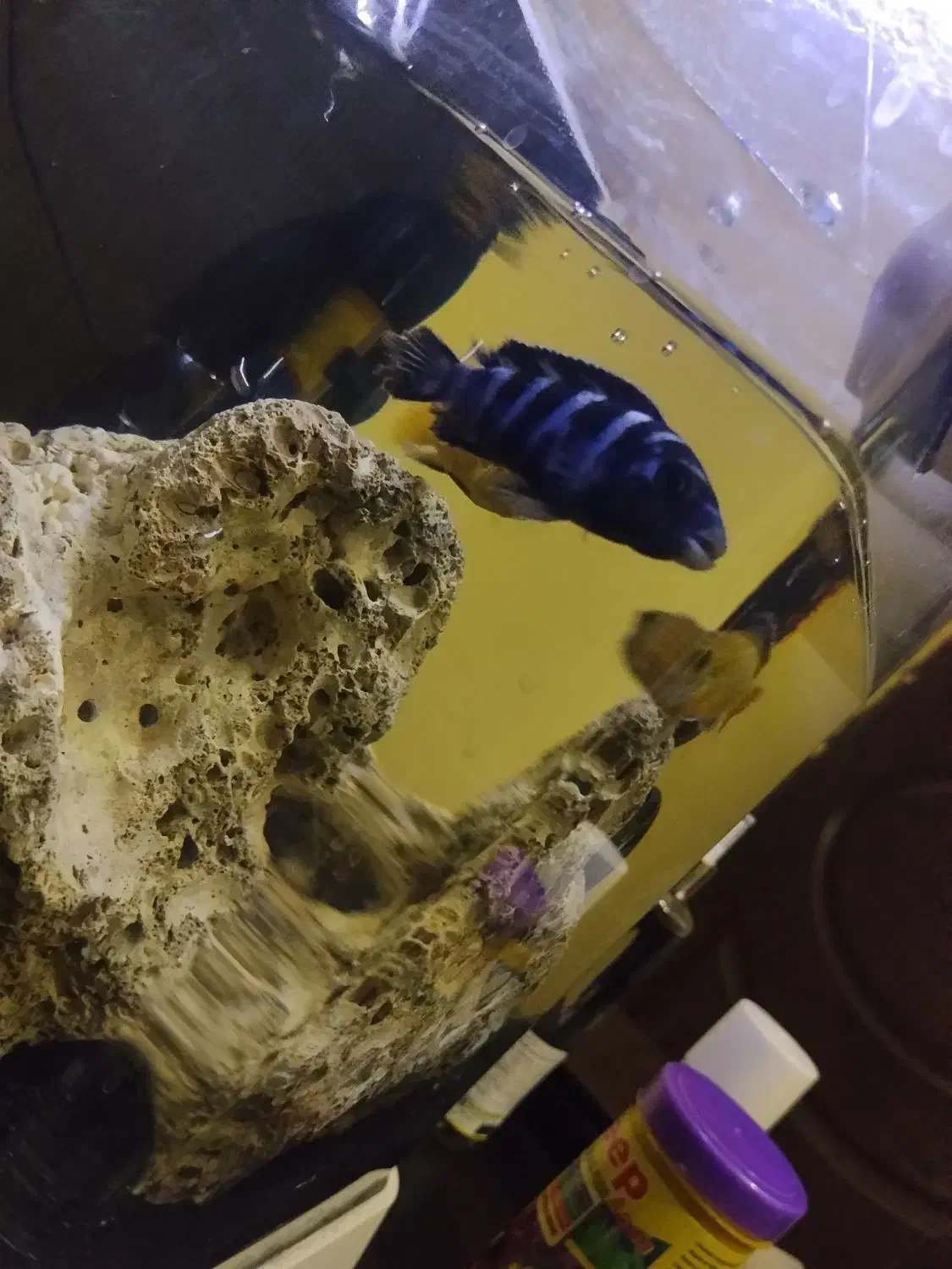 ماهی|ماهی|پاکدشت, پاکدشت (مامازند)|دیوار