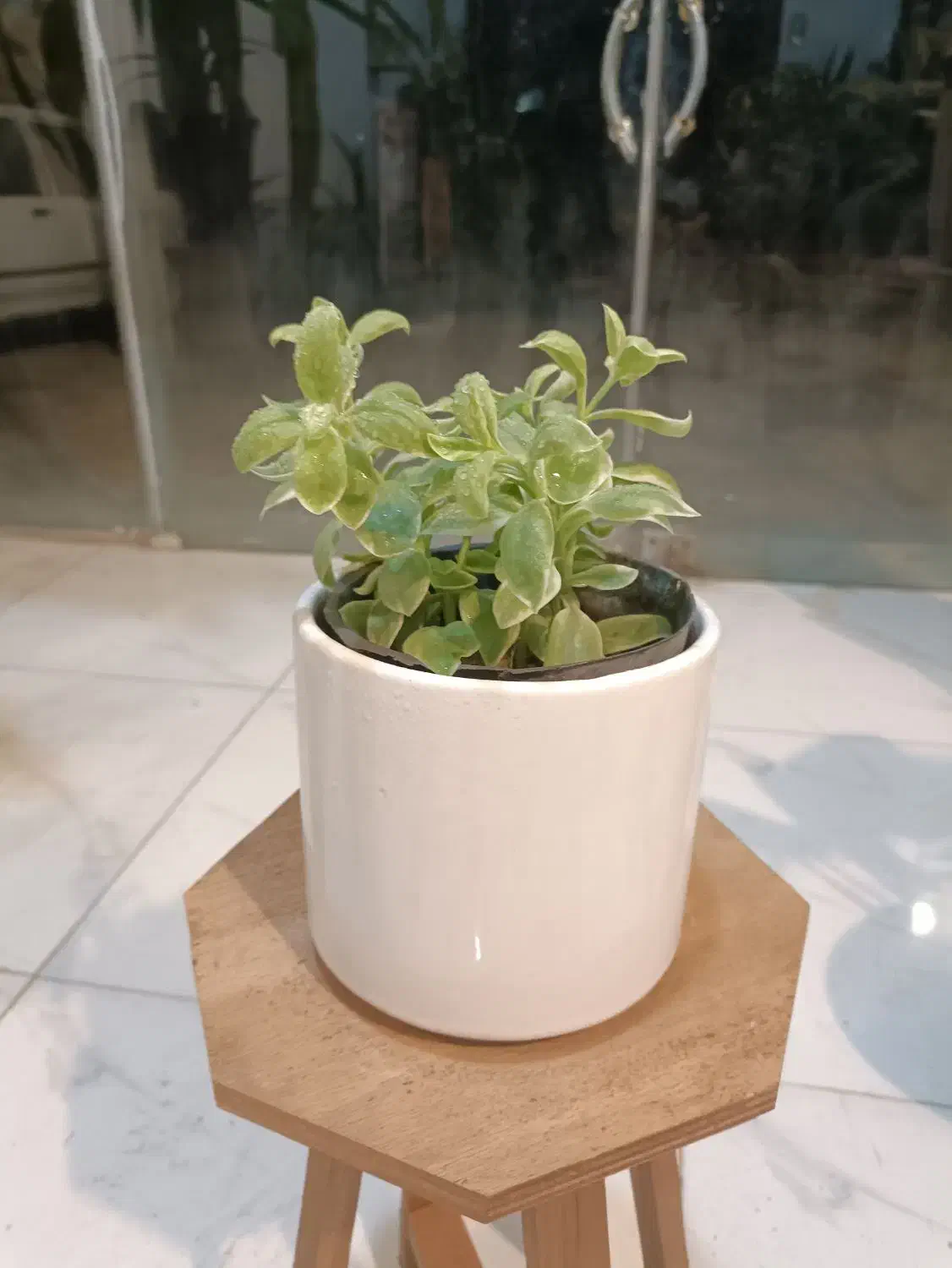 گل یخ برفی ارسال رایگان + هدیه|گل و گیاه طبیعی|مشهد, سناباد|دیوار