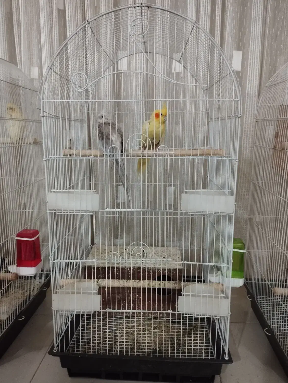 عروس هلندی کوتوله مرغ عشق|پرنده|مشهد, امیریه|دیوار