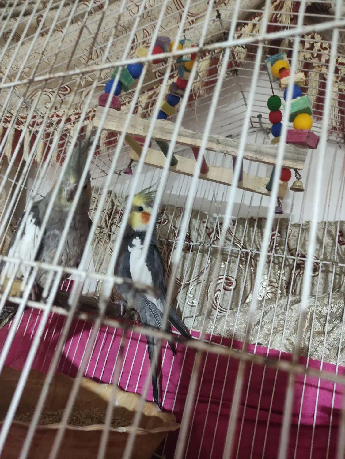 عروس هلندی|پرنده|جوادآباد, |دیوار