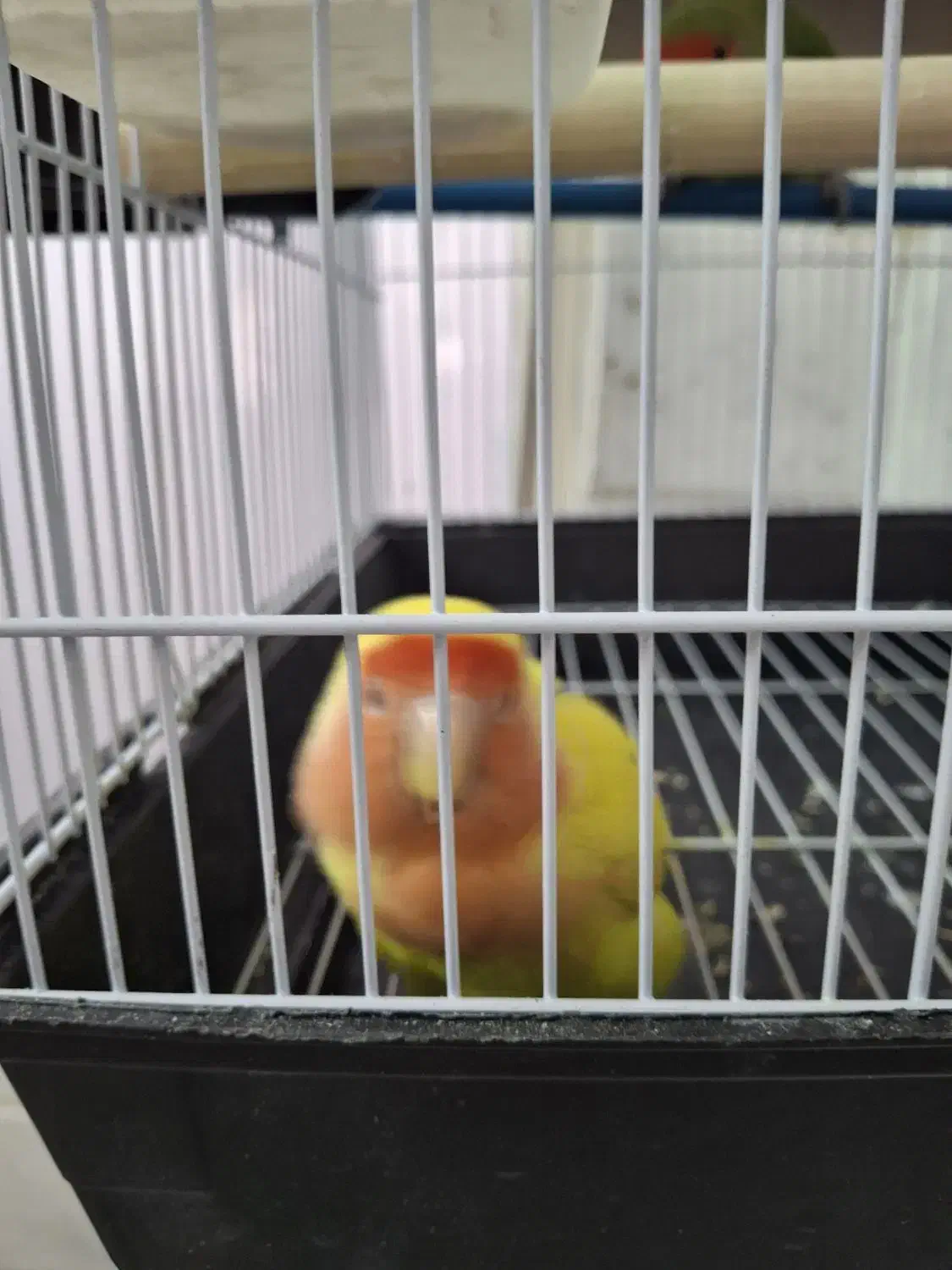 یه جفت طوطی برزیلی کاملا رام و دستی|پرنده|باقرشهر, |دیوار