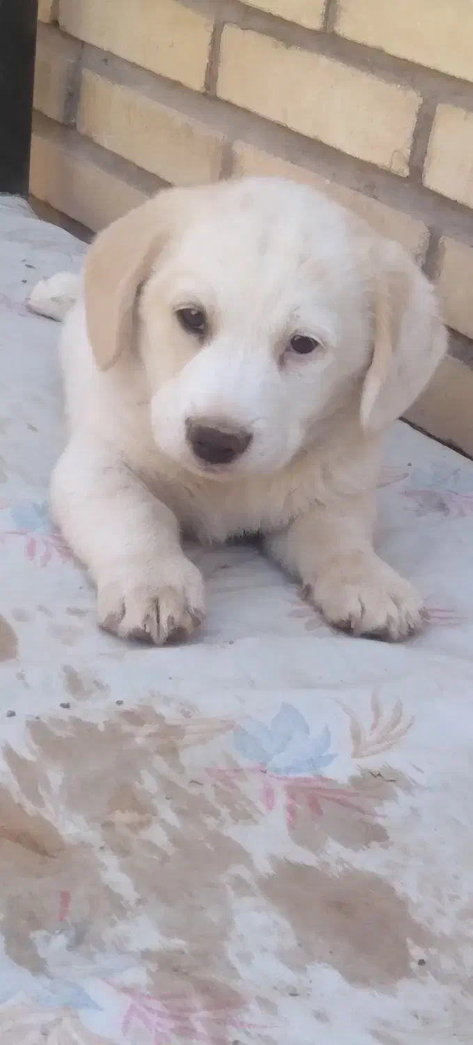 واگذاریه سگ شیتزو|سگ|آباده, |دیوار