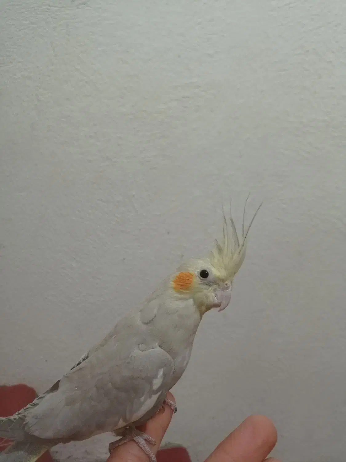 گمشده عروس هلن ی|حیوانات|تبریز, |دیوار