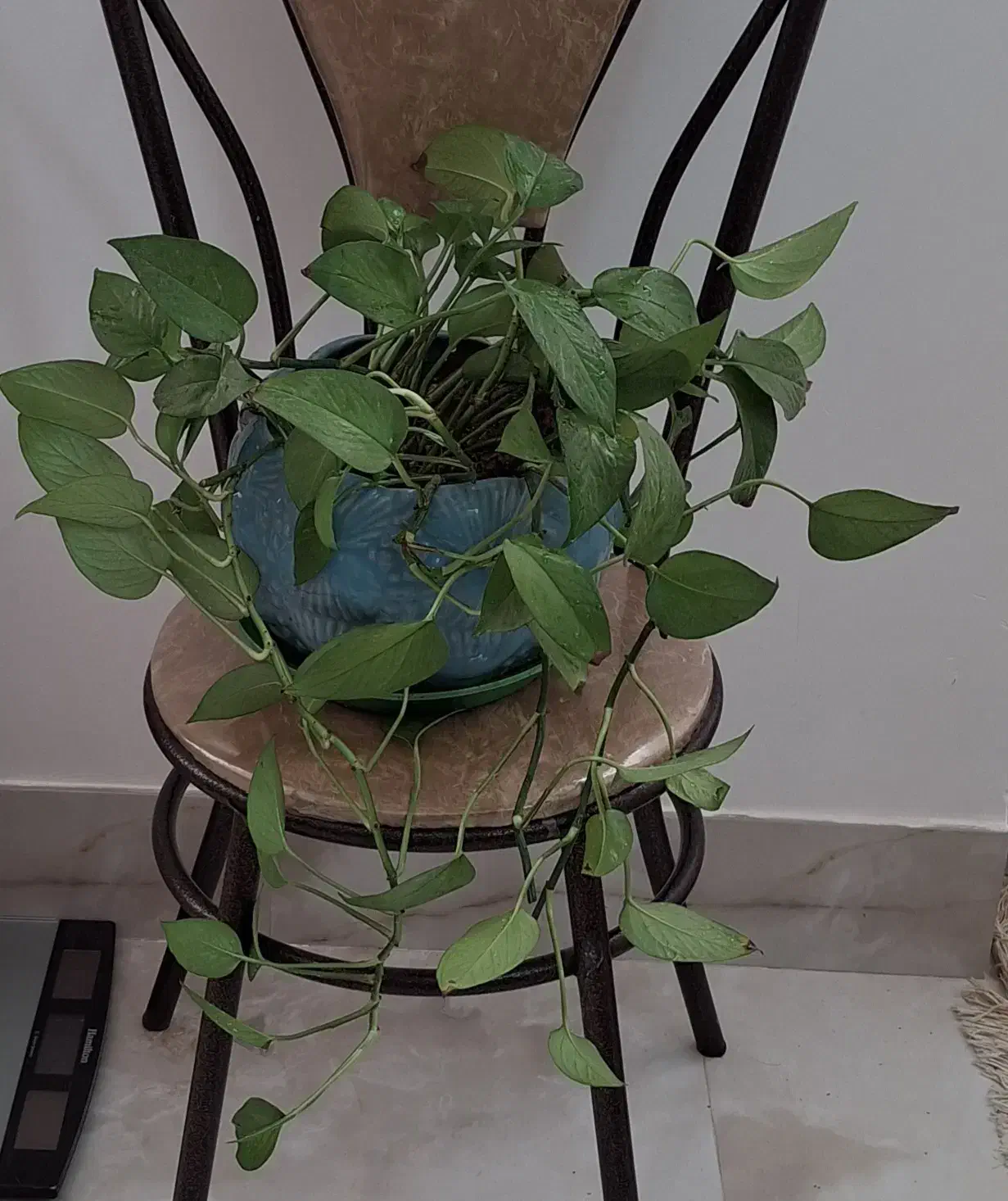 گل پتوس|گل و گیاه طبیعی|کاشان, فاز ۲ ناجی آباد|دیوار