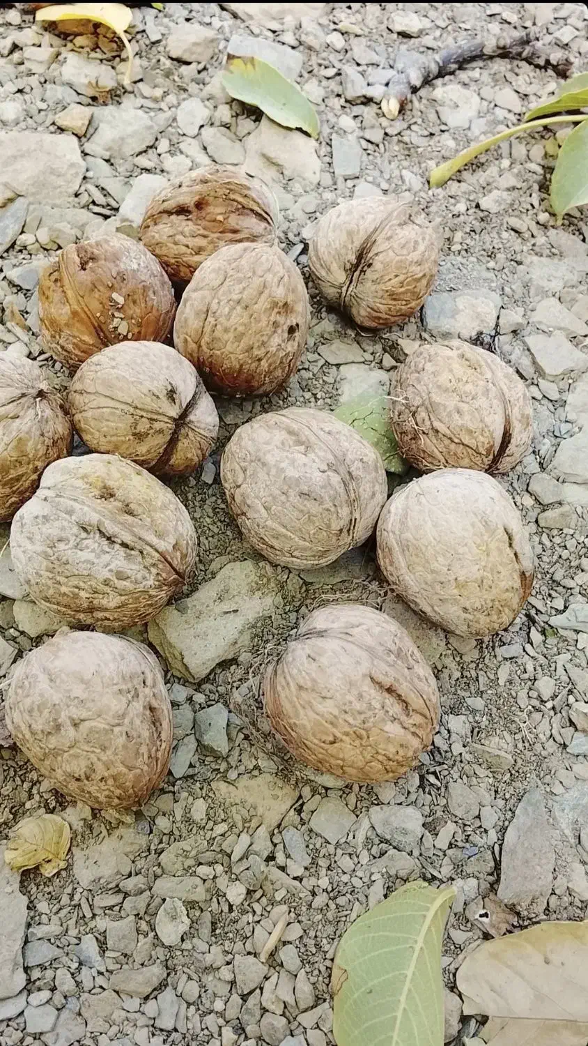 عناب و گردو تازه و باکیفیت|حراج|الیگودرز, |دیوار