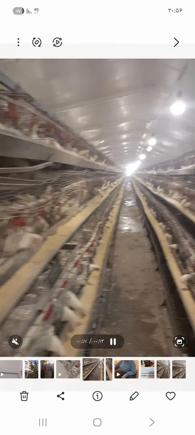 فروش مرغ داری تخم گذار بهترین نقطه البرز|فروش دفتر صنعتی، کشاورزی، تجاری|اشتهارد, |دیوار