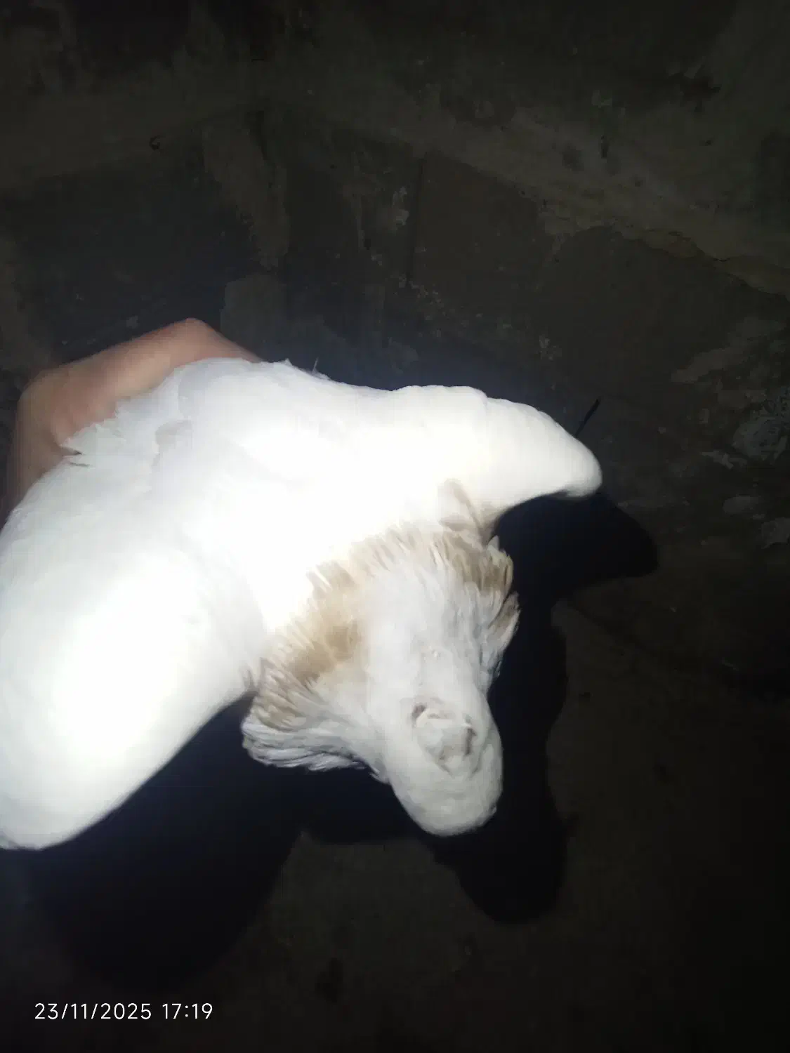 طوقی|پرنده|لردگان, |دیوار