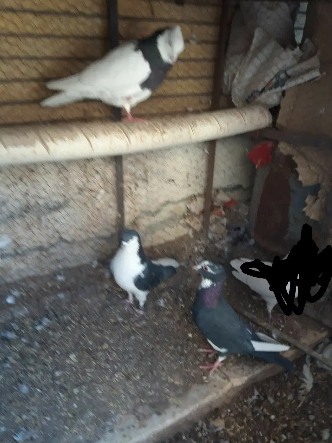 طوقی امری شیرازی پلنگ خوشکل بدون عیب|پرنده|رفسنجان, |دیوار