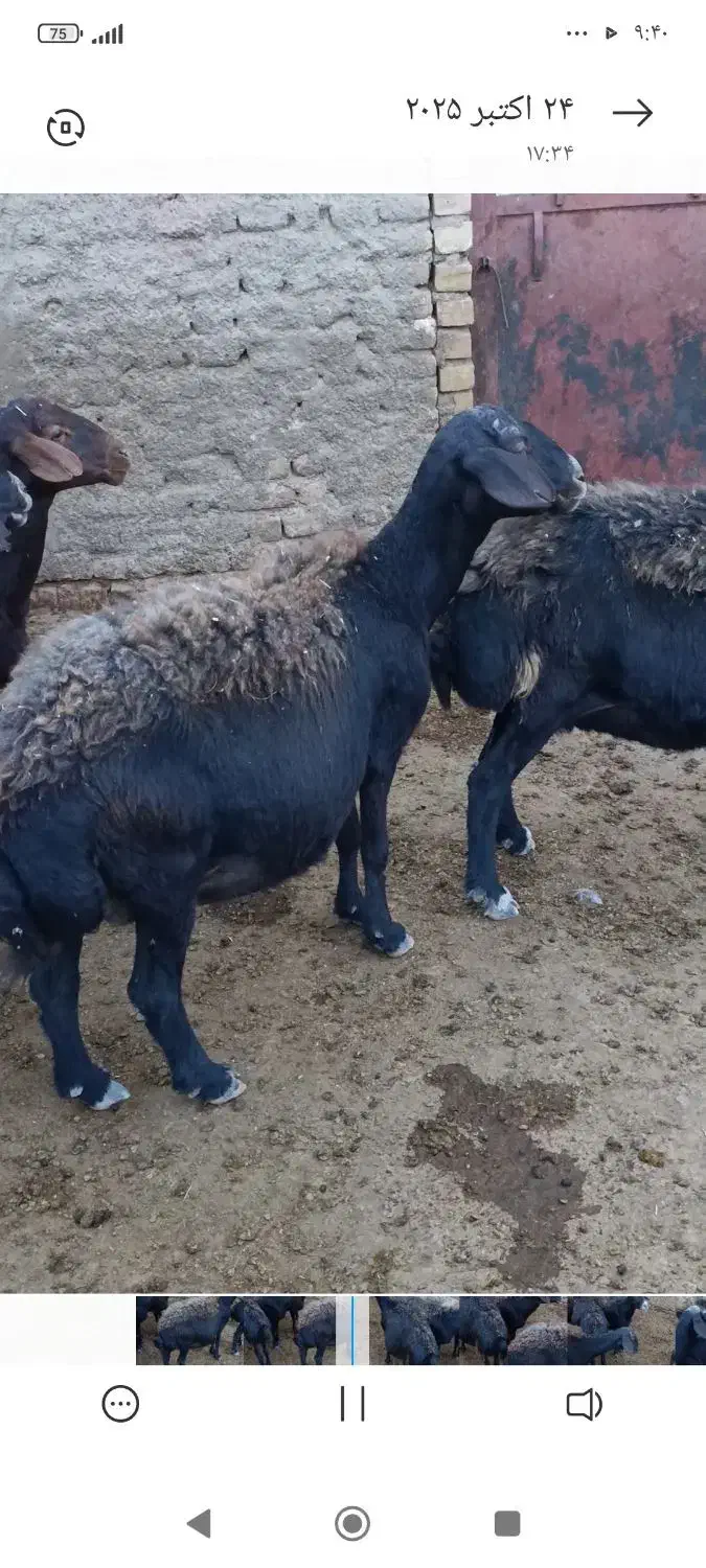 میش قزل|حیوانات مزرعه|قیدار, |دیوار