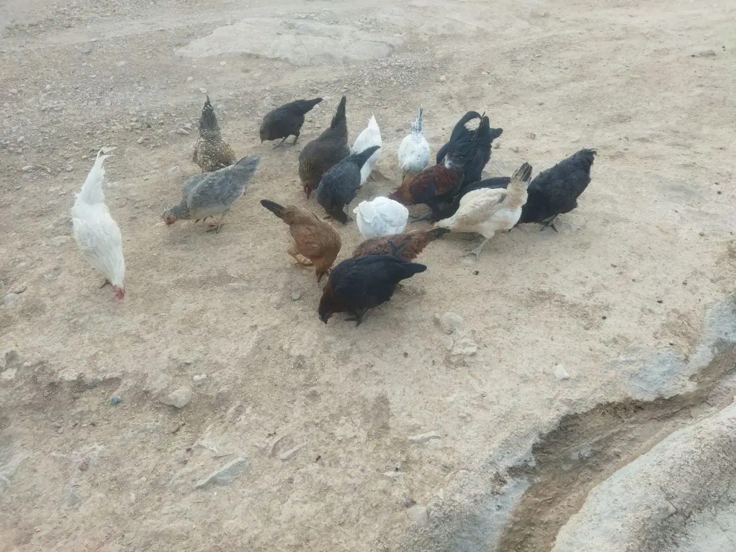 10عدد مرغ تخمگذار و1عدد خروس بفروش می رسد|حیوانات مزرعه|کوهدشت, |دیوار