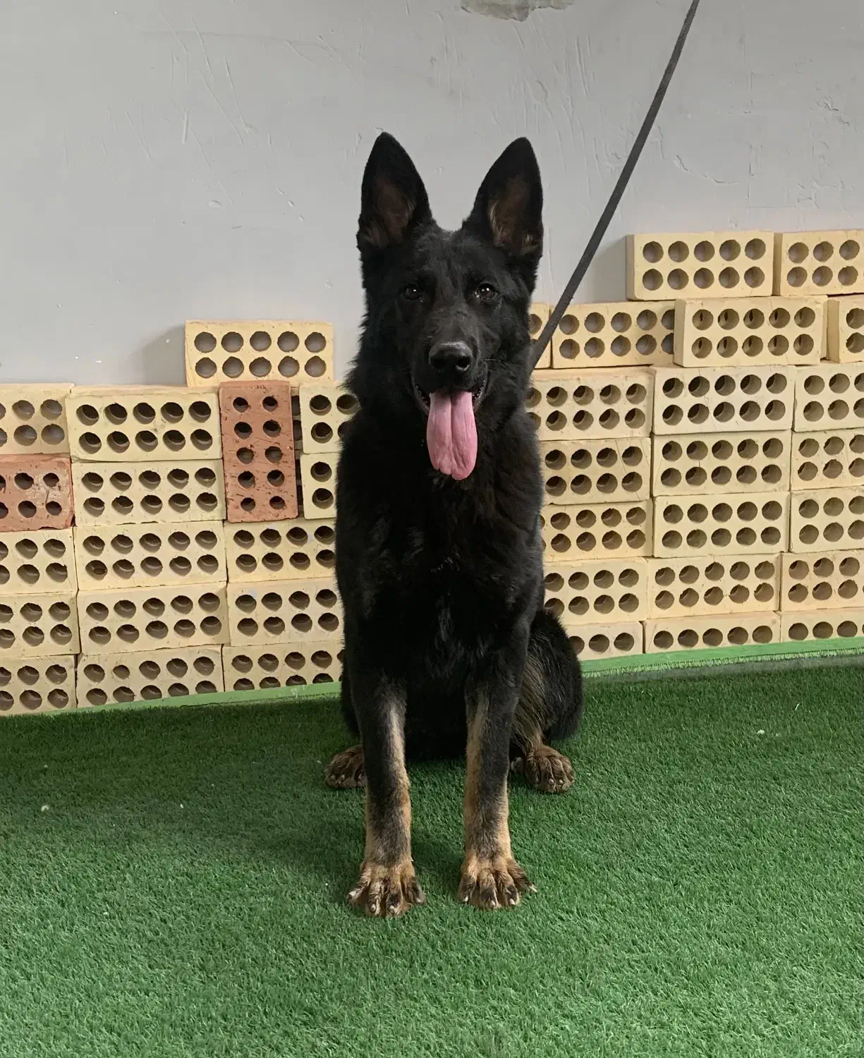 آموزش سگ|خدمات آموزشی|تهران, تجریش|دیوار