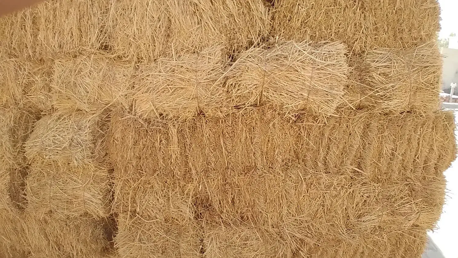 فروش۳۹۵ بسته پرس یونجه پشدوره|خدمات باغبانی و درختکاری|سراب, |دیوار