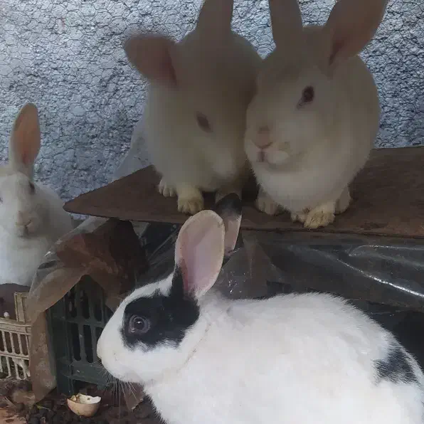 خرگوش محلی|موش و خرگوش|بم, |دیوار