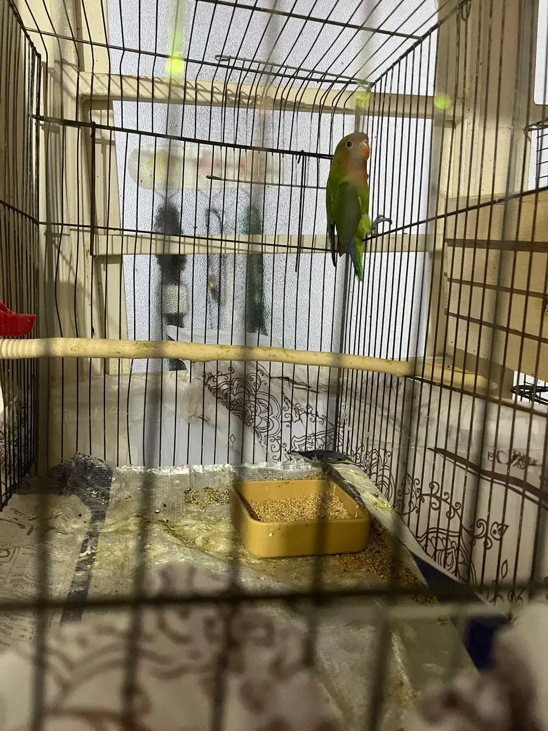 کوتله برزیلی|پرنده|برازجان, |دیوار