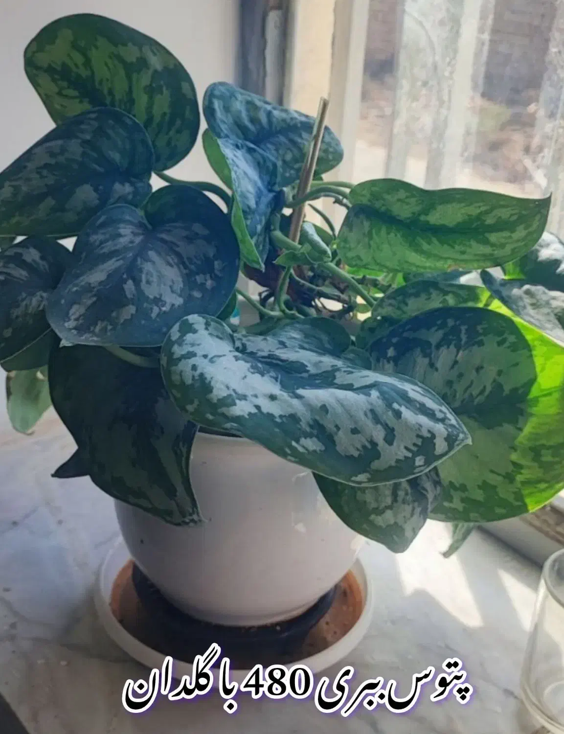 انواع گل|گل و گیاه طبیعی|بیرجند, |دیوار