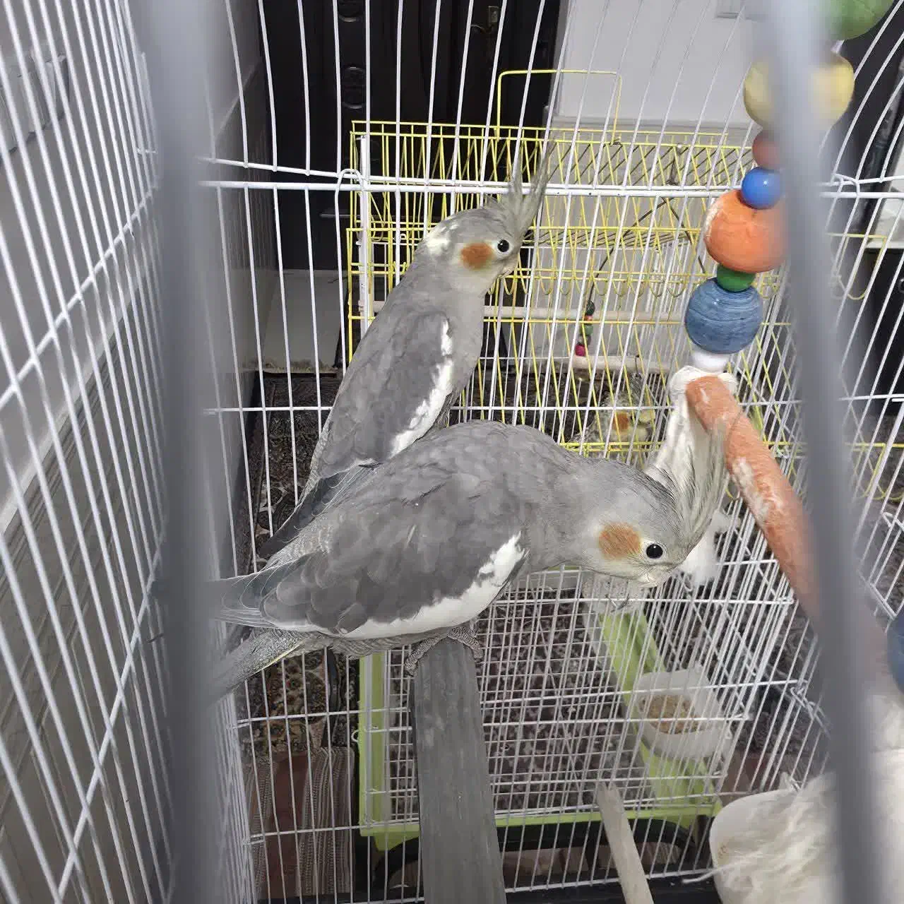 جوجه‌عروس دون‌خور|پرنده|قم, شهرک قدس|دیوار