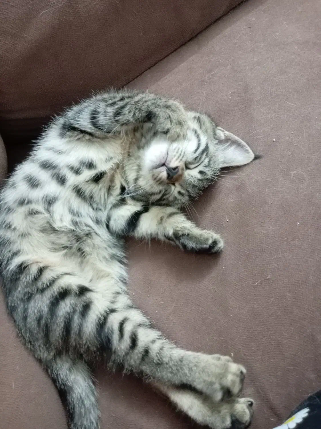 بچه گربه رایگان|گربه|قوچان, |دیوار