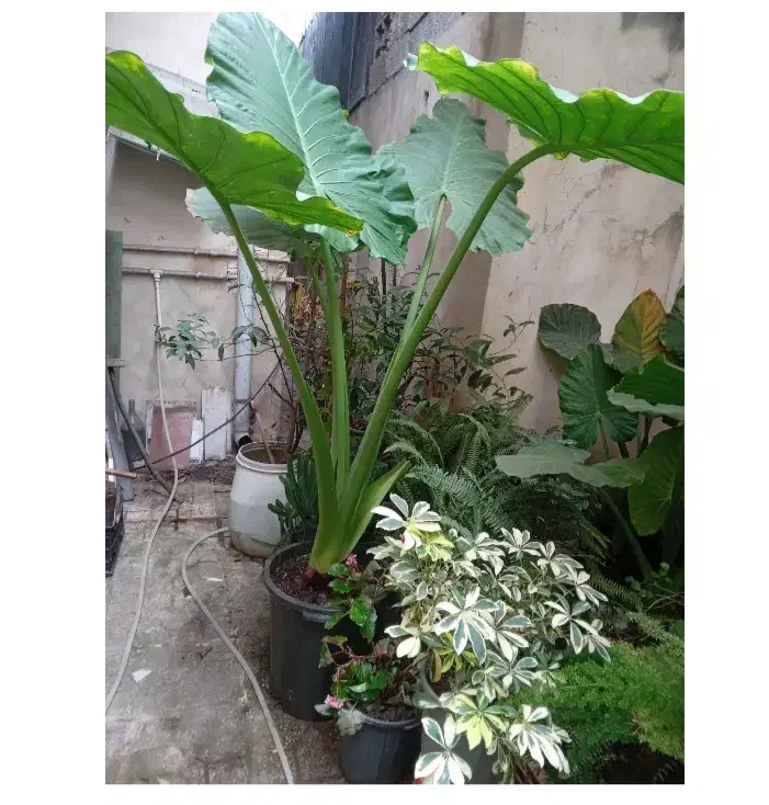 به گلخانه کوچک ما خوش امدین|گل و گیاه طبیعی|رشت, کوی امام رضا|دیوار