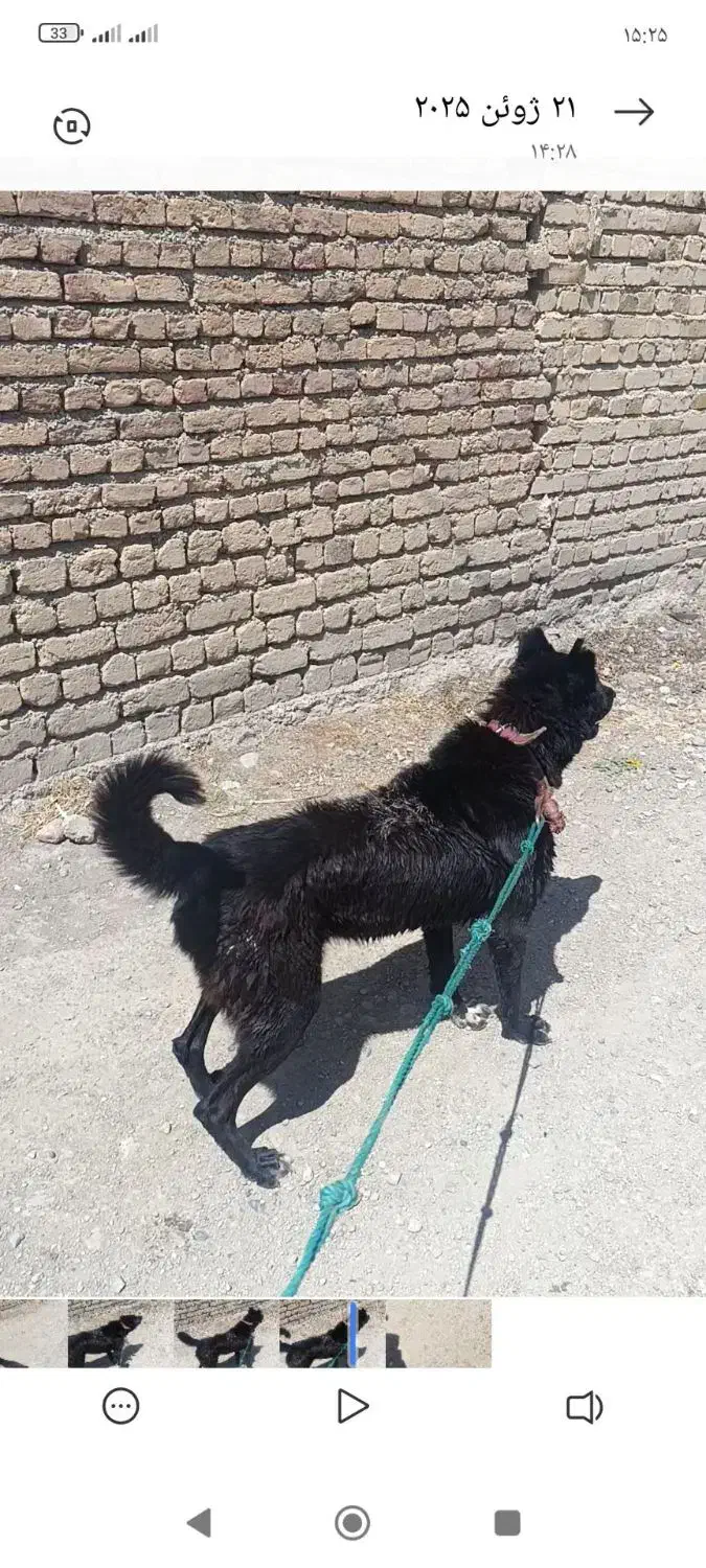 سگ نگهبان|سگ|کنگاور, |دیوار