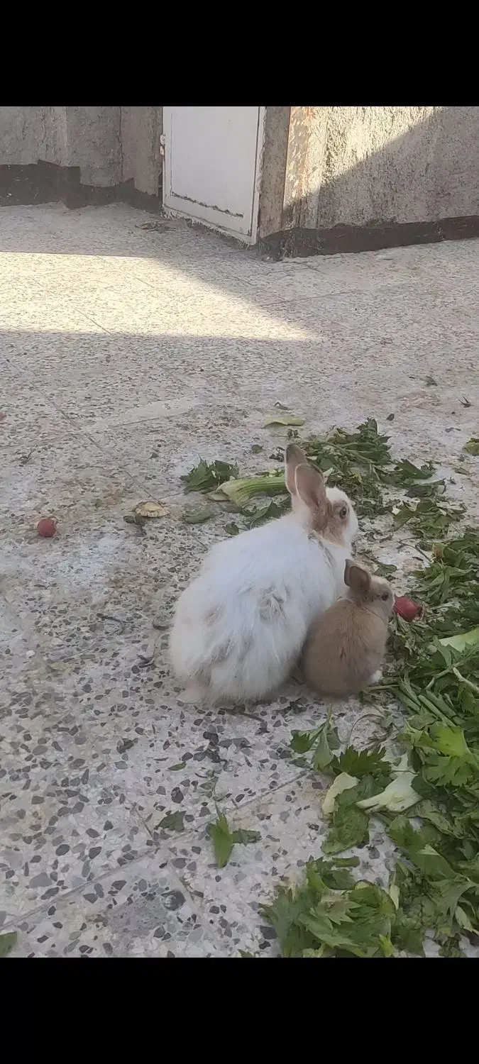 تعداد 6خرگوش 5ماده آبستن|موش و خرگوش|فریمان, |دیوار