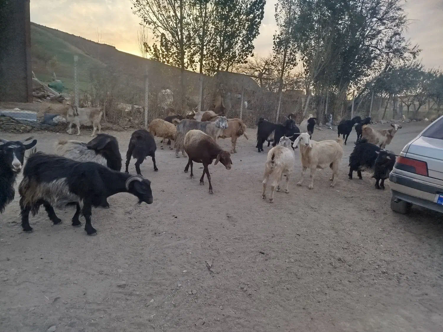 بز داشتی|حیوانات مزرعه|دیواندره, |دیوار