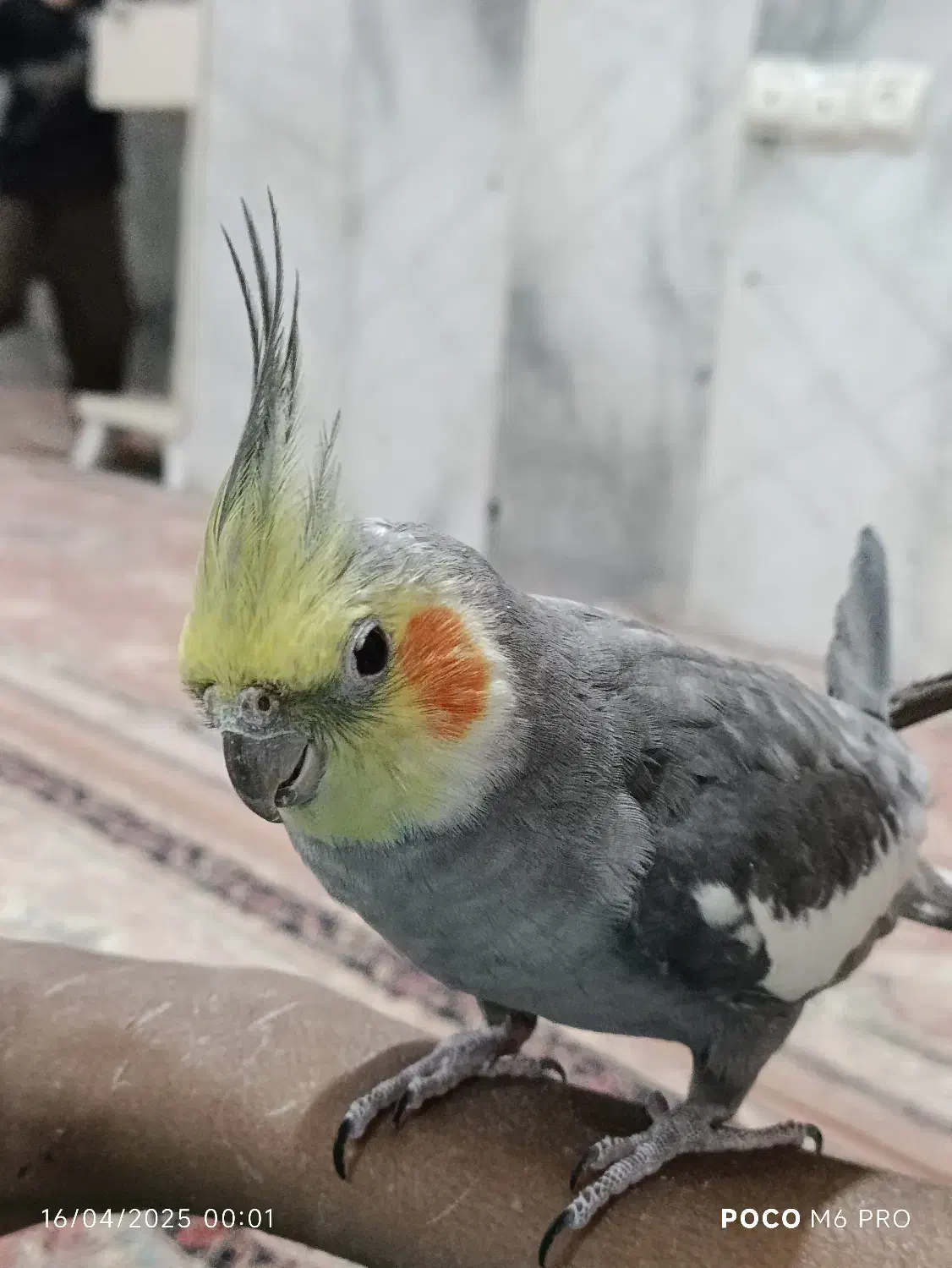 عروس هلندی|پرنده|درگهان, |دیوار