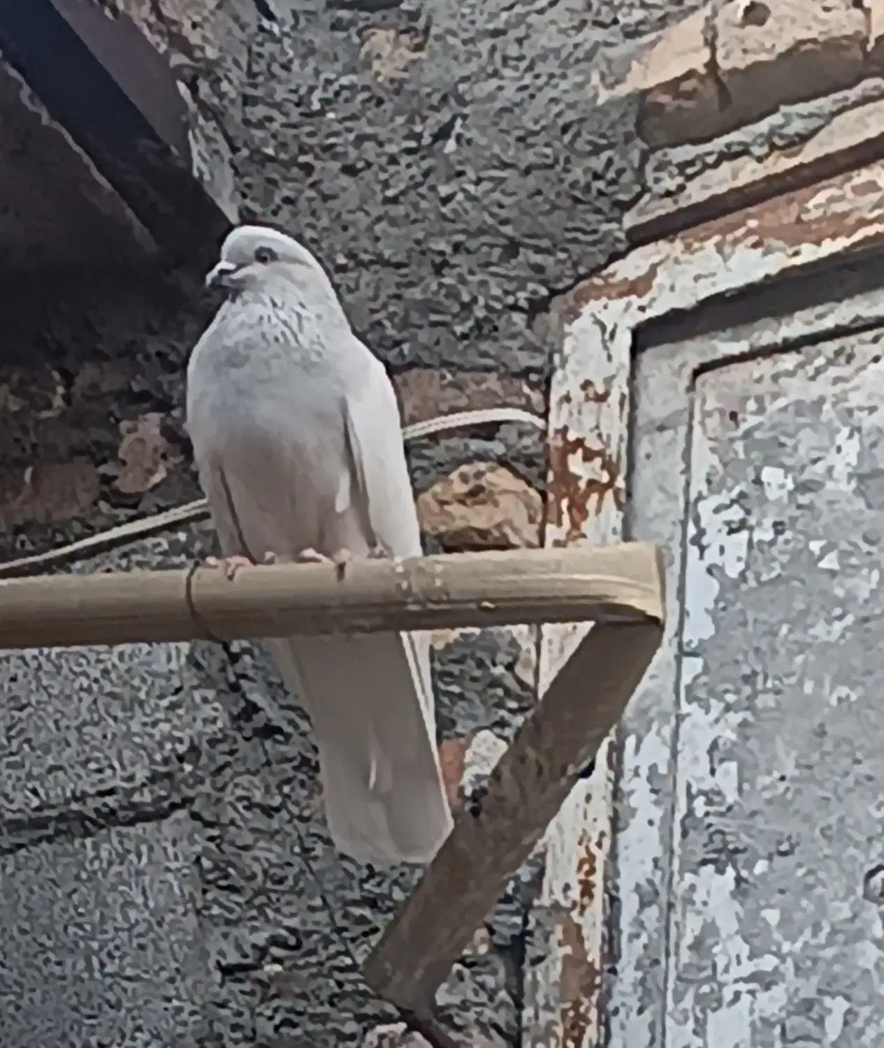 کبوتر|پرنده|تیکمه داش, |دیوار