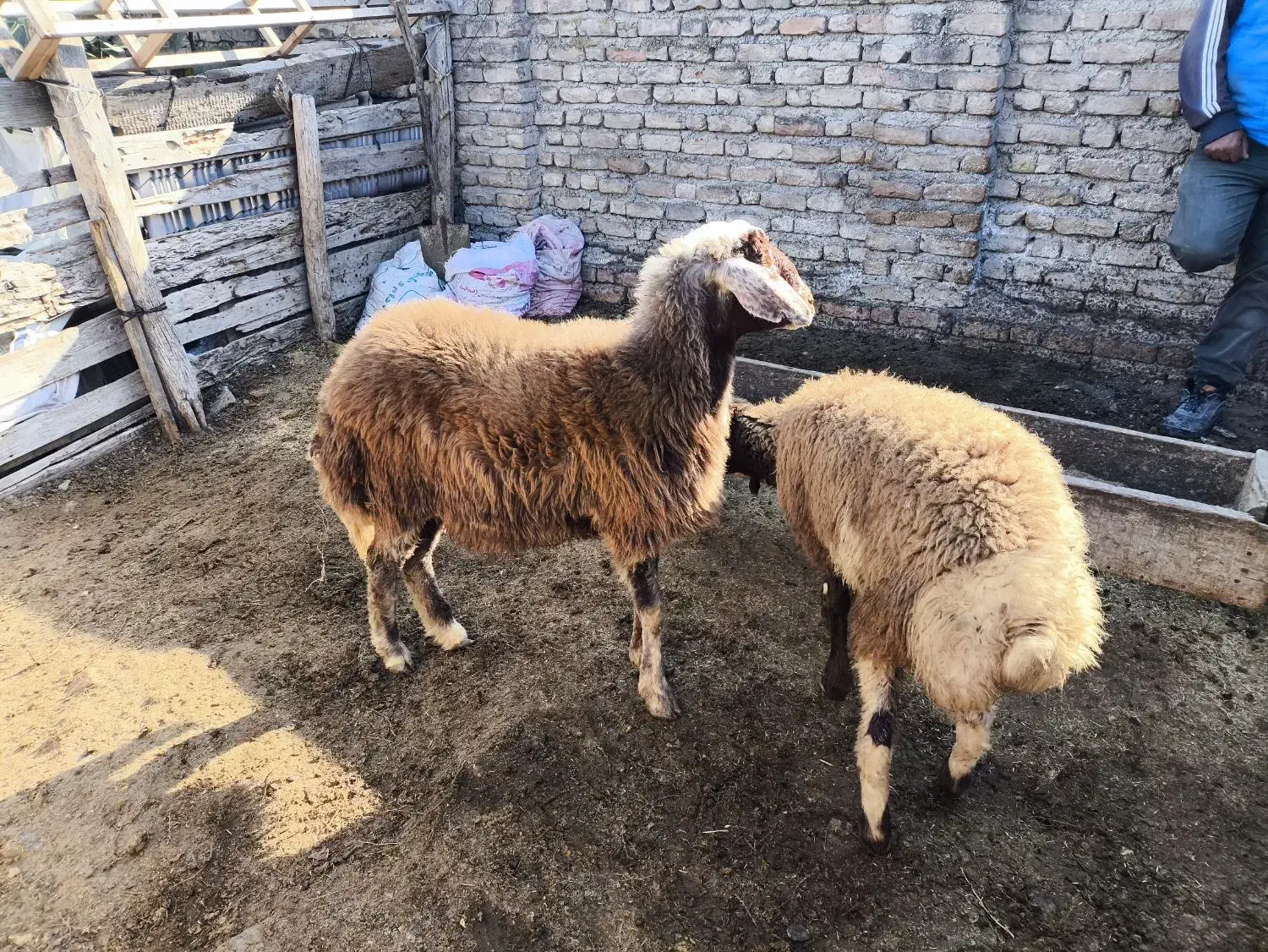 یک عدد توقلی|حیوانات مزرعه|گمیشان, |دیوار