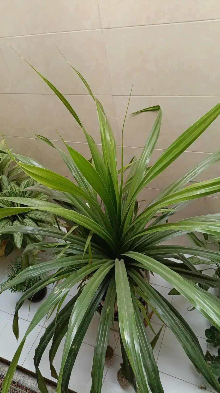 گل طبیعی|گل و گیاه طبیعی|شیراز, کوشک میدان|دیوار