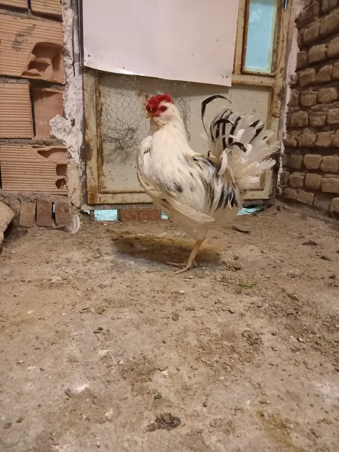 خروس|حیوانات مزرعه|پاکدشت, پاکدشت (مامازند)|دیوار